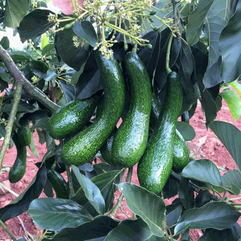 Odoo - Sample 3 for three columns