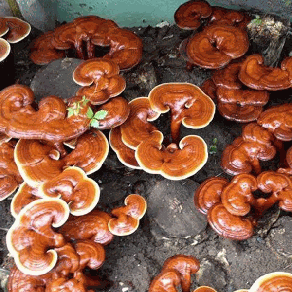 Odoo - Sample 3 for three columns