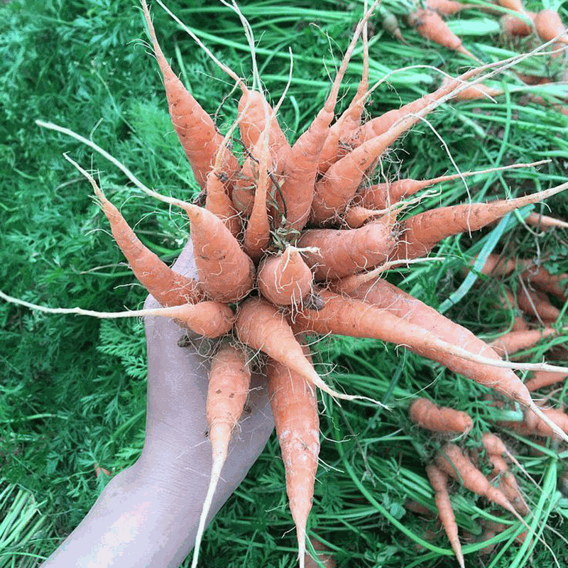 Odoo - Sample 2 for three columns