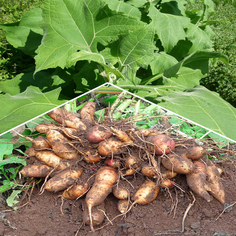 Sâm Nam Mỹ (Yakon)