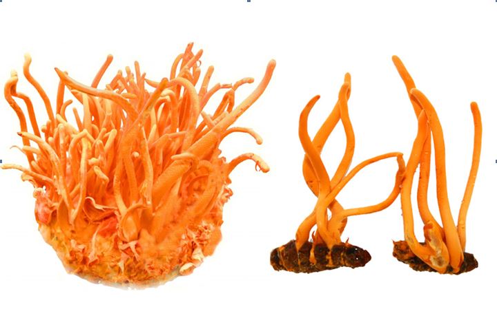 Đông Trùng Hạ Thảo Sấy Khô Dẹp Bịch 10gr