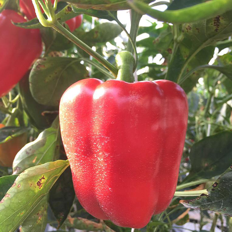 Ớt Chuông Đỏ