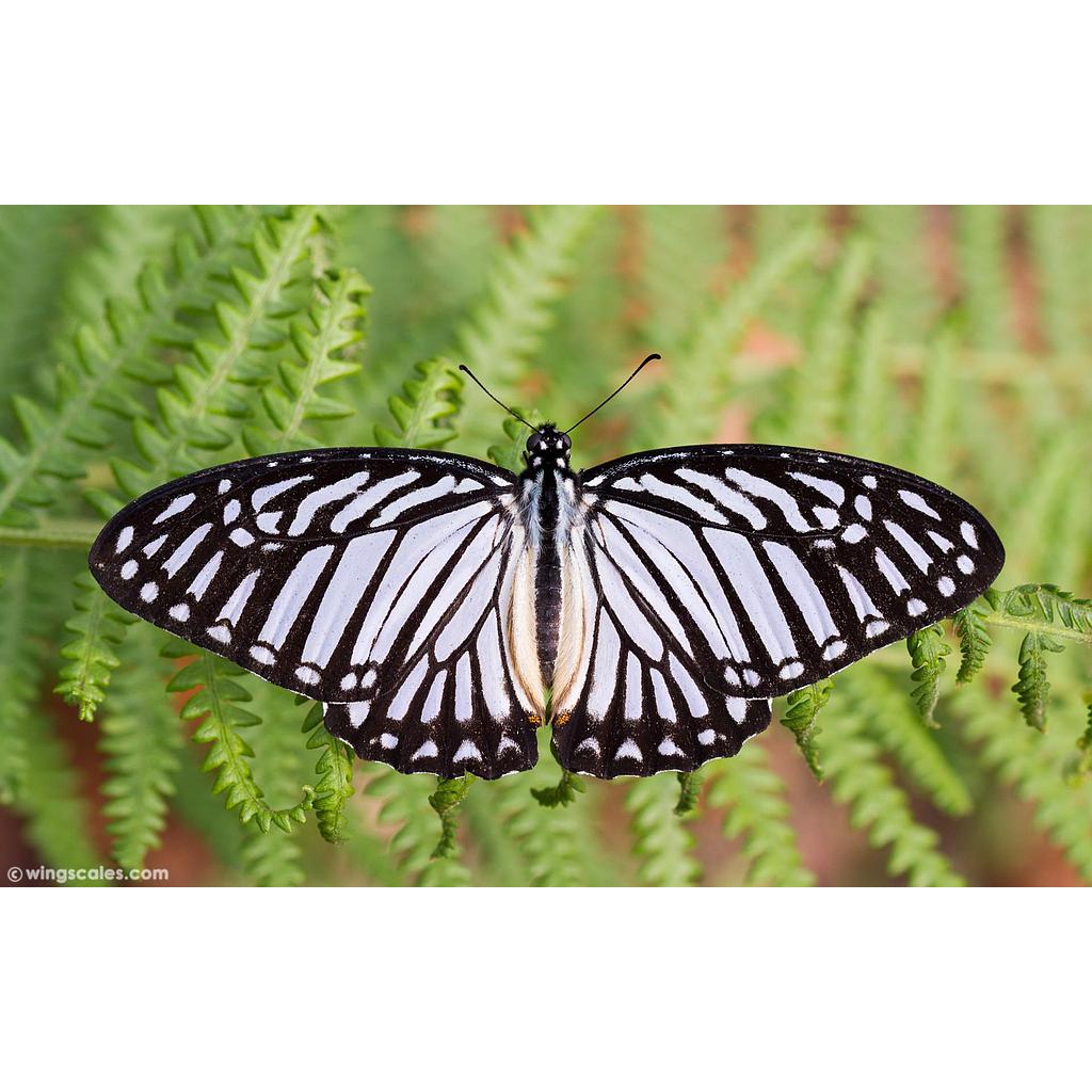 25.Graphium Xenocles