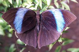 24. Amathuxidia amythaon