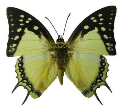 19b. Polyura delphis