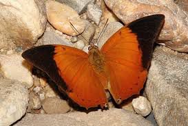 18.Charaxes bernardus