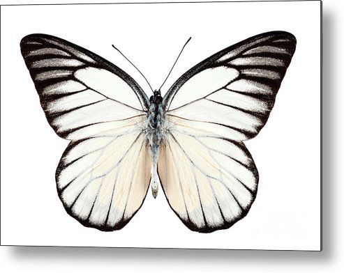 15. Prioneris philonome