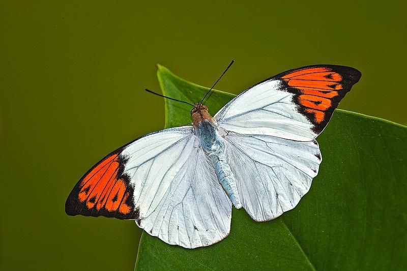 9. Hebomoia glaucippe